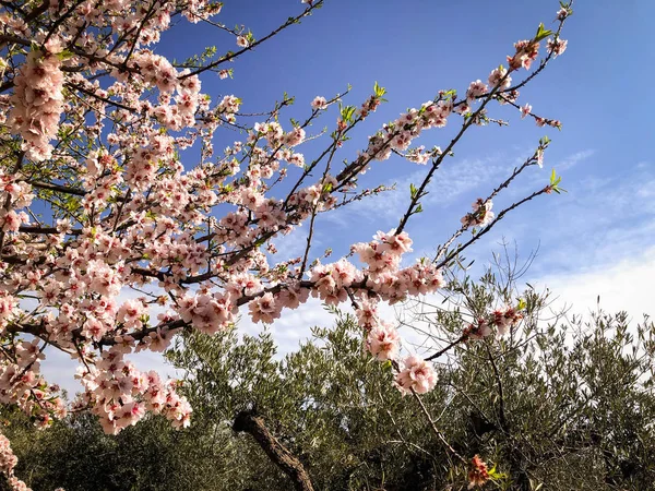 Beautiful Almond Blossom Anticipating Spring Season Puglia — 스톡 사진