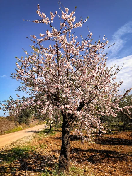 Krásné Mandlové Květy Očekávání Jarní Sezóny Puglia — Stock fotografie