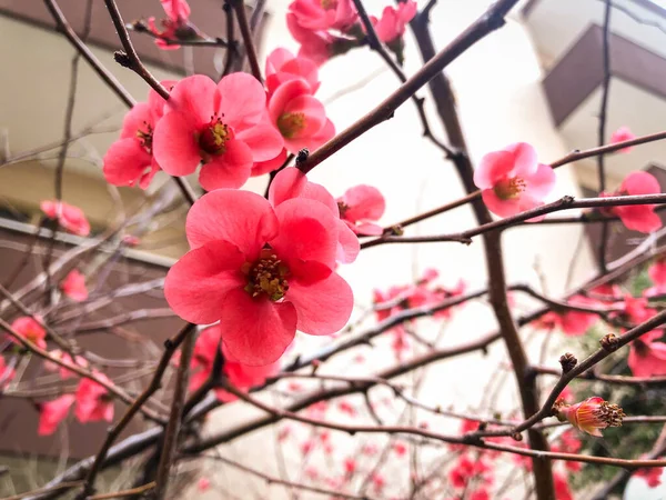 Szakurafák Gyönyörű Virágzása Tavasszal — Stock Fotó