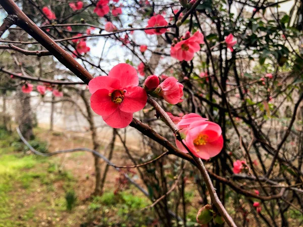 Beautiful Blooming Sakura Trees Spring — Stock Photo, Image
