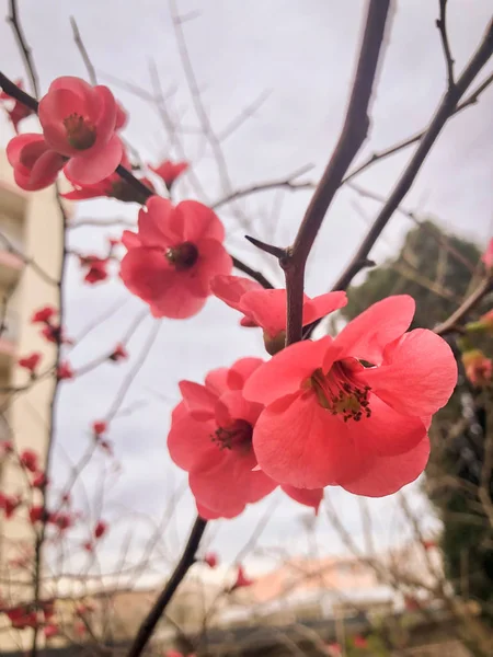 Beautiful Blooming Sakura Trees Spring — Stock Photo, Image