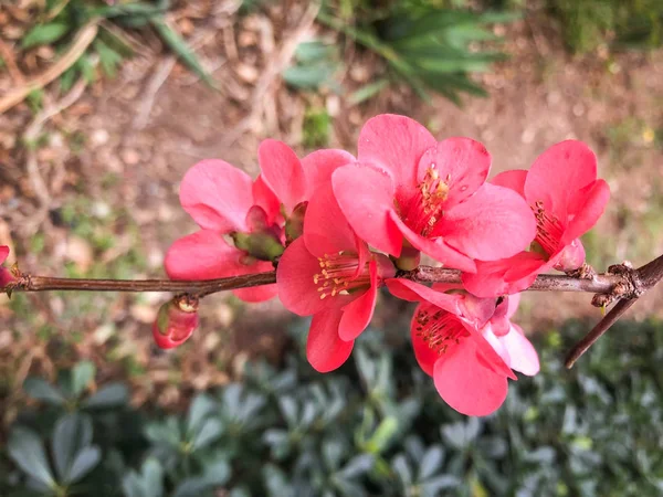Прекрасное Цветение Сакуры Весной — стоковое фото