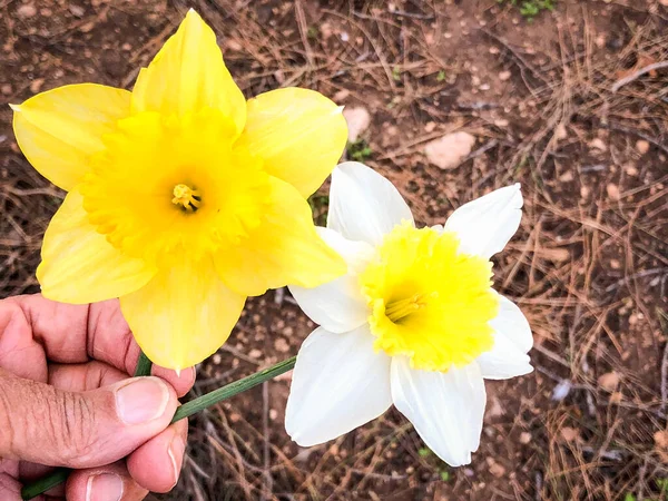 Belo Buquê Flores Amarelas Para Dia Das Mulheres — Fotografia de Stock