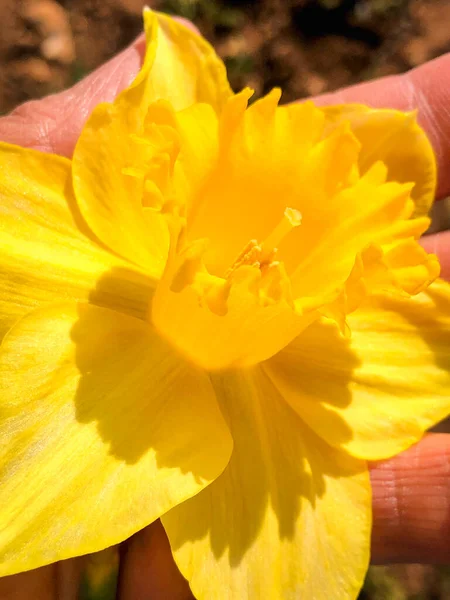 Belo Buquê Flores Amarelas Para Dia Das Mulheres — Fotografia de Stock