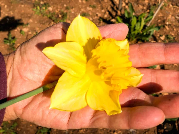 Belo Buquê Flores Amarelas Para Dia Das Mulheres — Fotografia de Stock