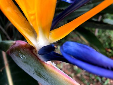 Bahçedeki güzel tropikal strelitzia çiçeği