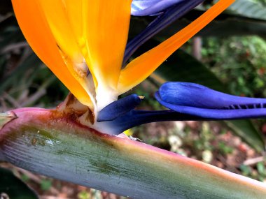 Bahçedeki güzel tropikal strelitzia çiçeği