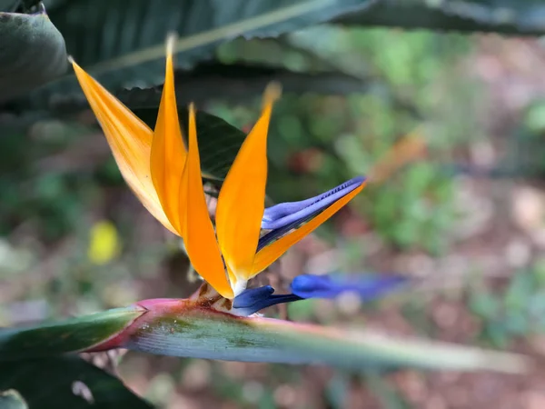 Hermosa Flor Tropical Strelitzia Jardín — Foto de Stock
