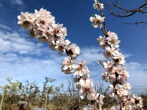 Beautiful Almond Blossom Anticipating Spring Season Puglia — 스톡 사진