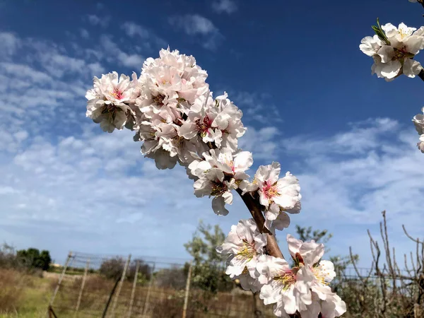 Krásné Mandlové Květy Očekávání Jarní Sezóny Puglia — Stock fotografie