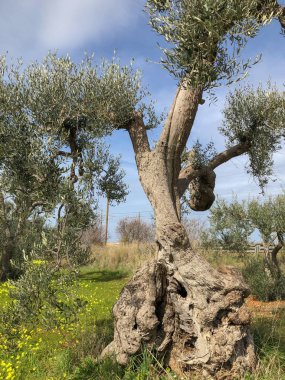 The amazing secular olive trees in the south of Italy, Puglia