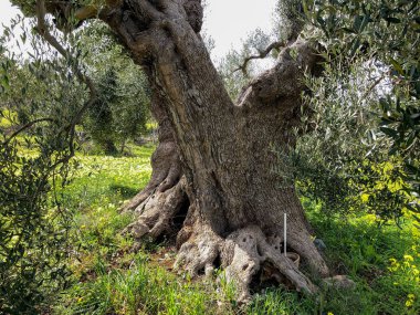 The amazing secular olive trees in the south of Italy, Puglia