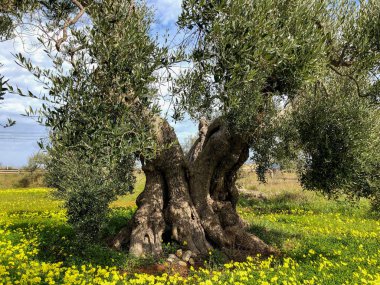 The amazing secular olive trees in the south of Italy, Puglia