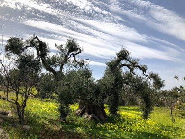 The amazing secular olive trees in the south of Italy, Puglia
