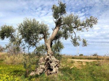The amazing secular olive trees in the south of Italy, Puglia