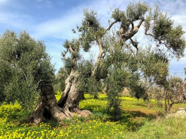 The amazing secular olive trees in the south of Italy, Puglia