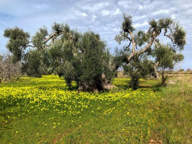 The amazing secular olive trees in the south of Italy, Puglia