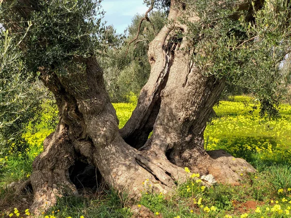 The amazing secular olive trees in the south of Italy, Puglia