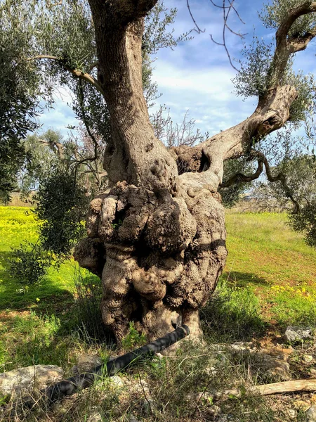 The amazing secular olive trees in the south of Italy, Puglia