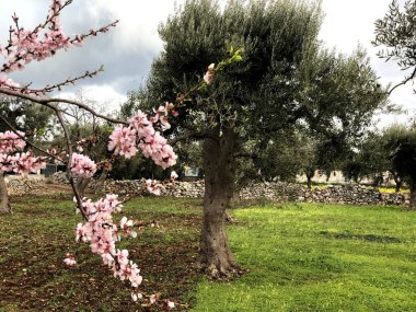 Beautiful almond blossom anticipating the spring season in Puglia