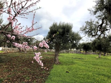 Beautiful almond blossom anticipating the spring season in Puglia