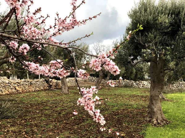 Beautiful almond blossom anticipating the spring season in Puglia