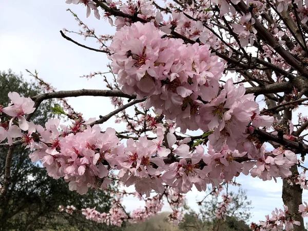 Прекрасный Миндаль Цветет Преддверии Весеннего Сезона Апулии — стоковое фото