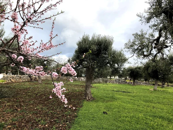 Bela Flor Amêndoa Antecipando Temporada Primavera Puglia — Fotografia de Stock