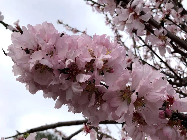 Hermosa Flor Almendra Anticipando Temporada Primavera Puglia — Foto de Stock