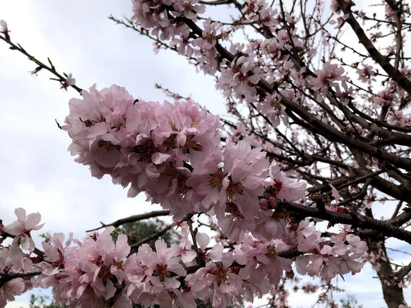 Hermosa Flor Almendra Anticipando Temporada Primavera Puglia —  Fotos de Stock