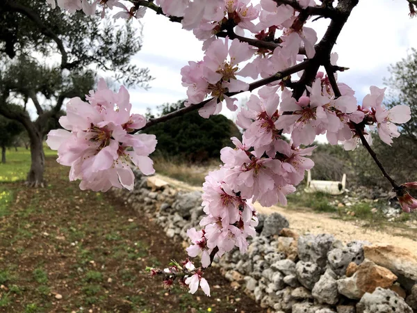 Beautiful Almond Blossom Anticipating Spring Season Puglia — ストック写真