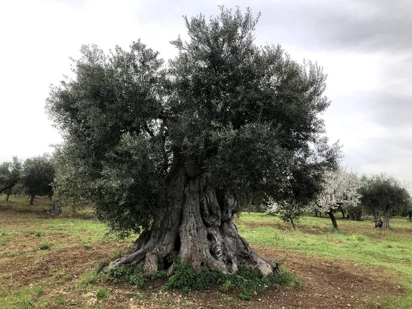 Pohon Zaitun Sekuler Yang Menakjubkan Italia Selatan Puglia — Stok Foto