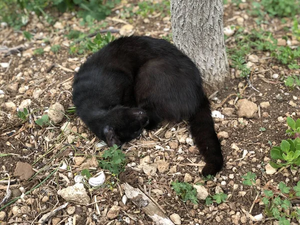 Bahçede oynayan vahşi bir siyah kedi