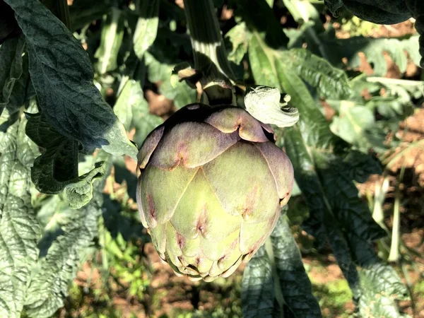 Fresh raw artichokes from south of Italy, Puglia