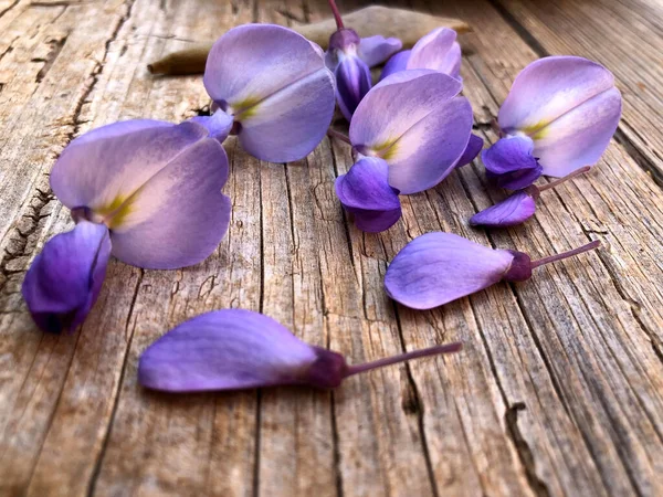 Aruncați Floare Minunată Unei Flori Wisteria — Fotografie, imagine de stoc