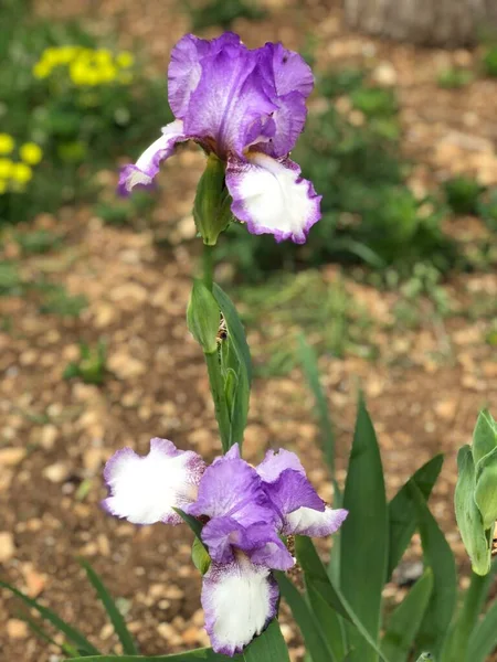 Merveilleuse Fleur Iris Violet Dans Jardin — Photo