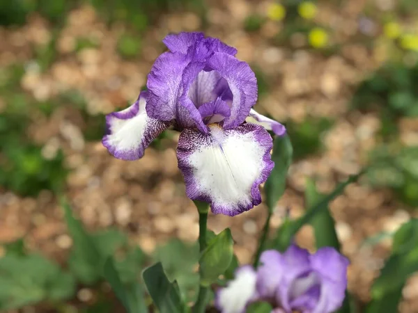 Саду Росте Дивовижна Пурпурова Квітка Айріс — стокове фото