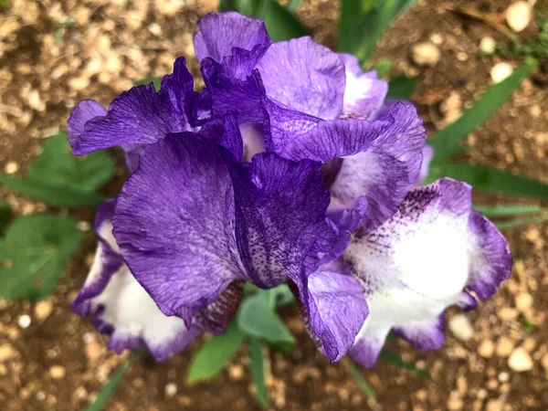 Wspaniały Fioletowy Kwiat Iris Ogrodzie — Zdjęcie stockowe