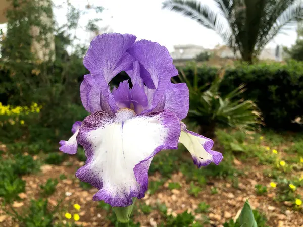 Meraviglioso Fiore Viola Iris Giardino — Foto Stock