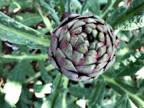 Alcachofas Frescas Crudas Del Sur Italia Puglia — Foto de Stock