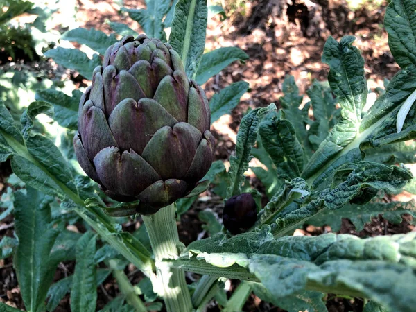 Fresh Raw Artichokes South Italy Puglia — Stock Photo, Image