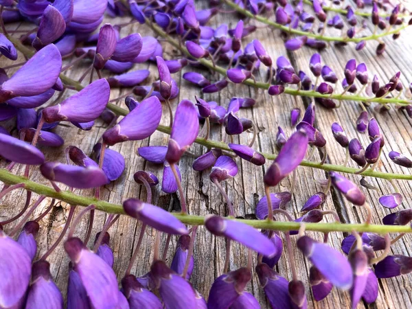 Melempar Indah Mekar Bunga Wisteria — Stok Foto