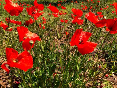 Çiçeklerin açtığı güzel gelincik çayırı