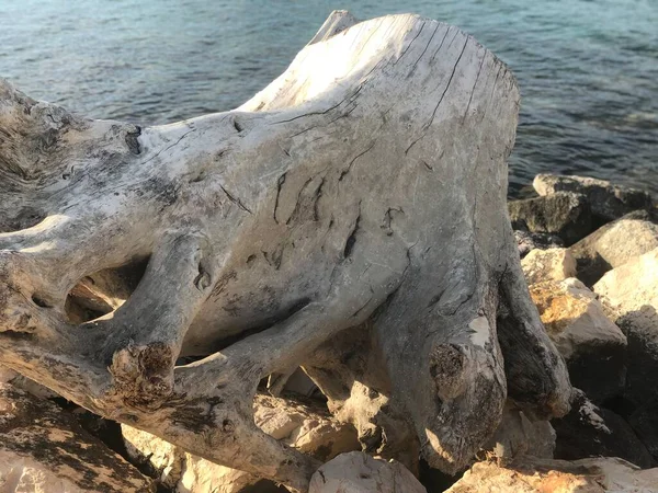 Grande Tronco Abbandonato Vicino Mare Mola Bari Puglia — Foto Stock
