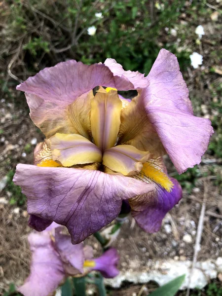Schöne Irisblume Voller Blüte Garten — Stockfoto