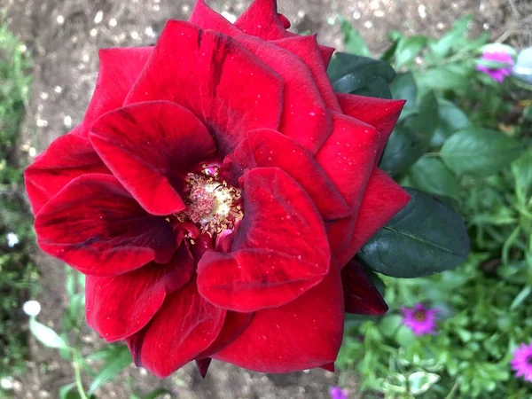Une Belle Fleur Rose Rouge Dans Jardin — Photo