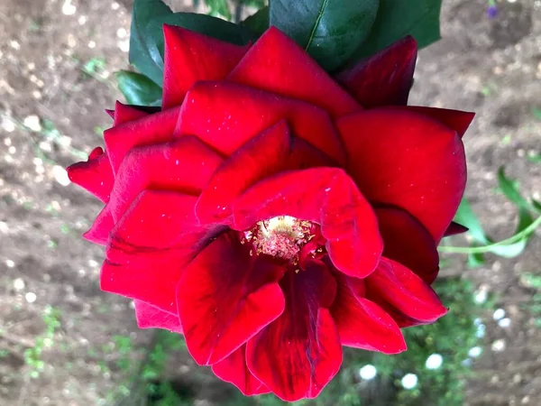 Bellissimo Fiore Rosa Rossa Giardino — Foto Stock