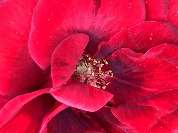 Eine Schöne Rote Rosenblume Garten — Stockfoto