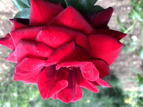 Piękny Czerwony Kwiat Róży Ogrodzie — Zdjęcie stockowe
