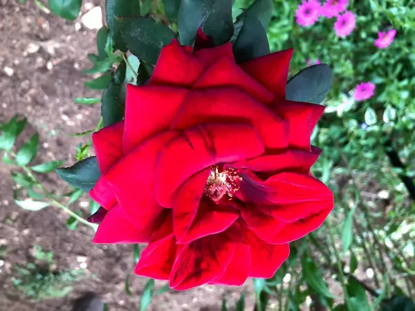 Bellissimo Fiore Rosa Rossa Giardino — Foto Stock